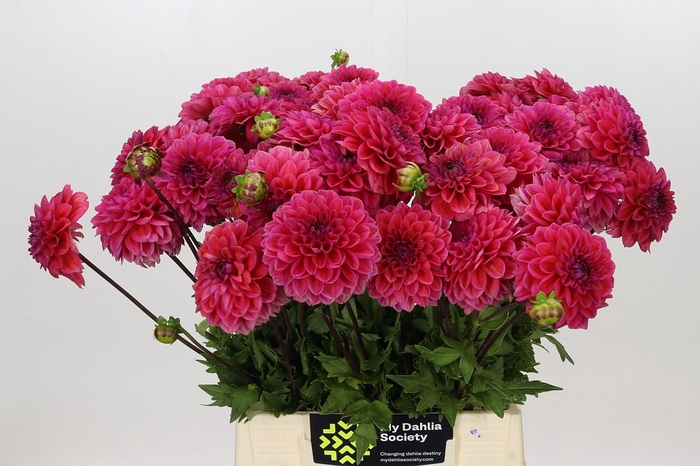 <h4>Dahlia Isa Candy</h4>
