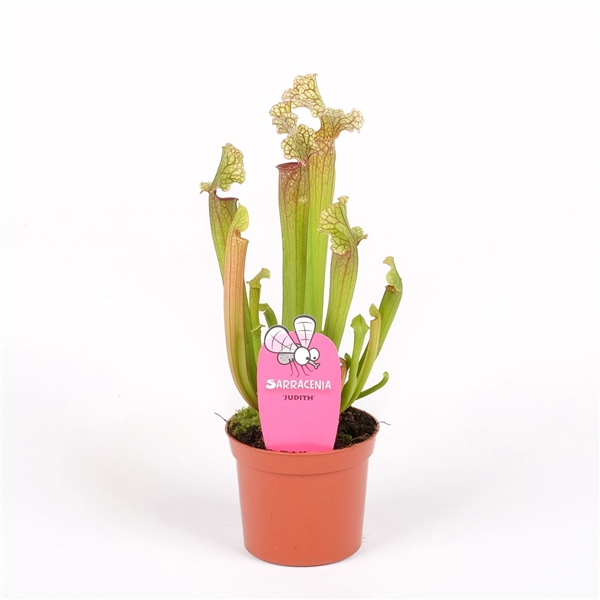 Sarracenia 'Judith'