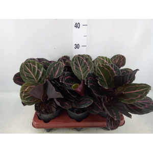 Calathea roseopicta 'Dottie'