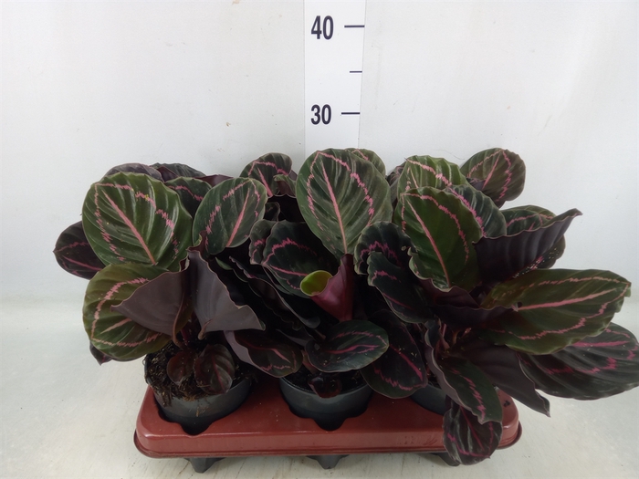 <h4>Calathea roseopicta 'Dottie'</h4>