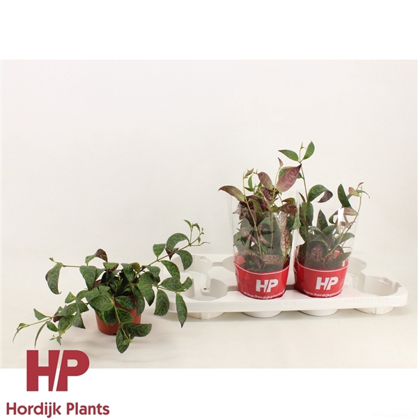 <h4>12 cm pot - Aeschynanthus Marmoratus</h4>