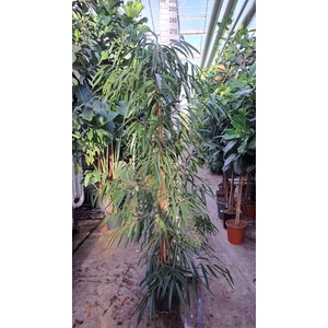 Ficus Alii piramide 250