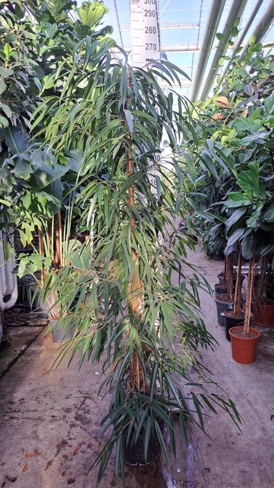 <h4>Ficus Alii piramide 250</h4>