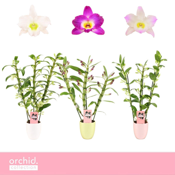 <h4>Dendrobium Nobilé, Mix 3-spike in Lotte 'Orchid Collection'</h4>