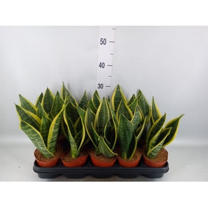 Sansevieria trifa. 'Futura Superba'