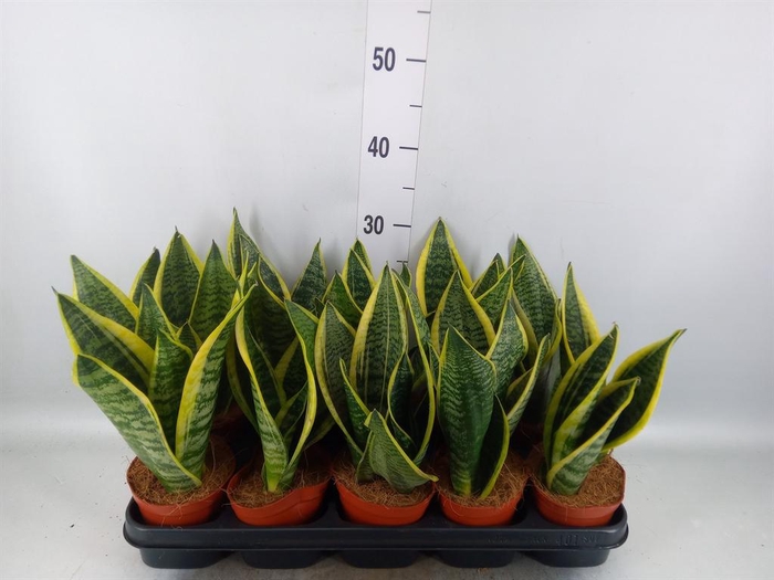 <h4>Sansevieria trifa. 'Futura Superba'</h4>