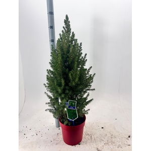 PICEA GL DECEMBER