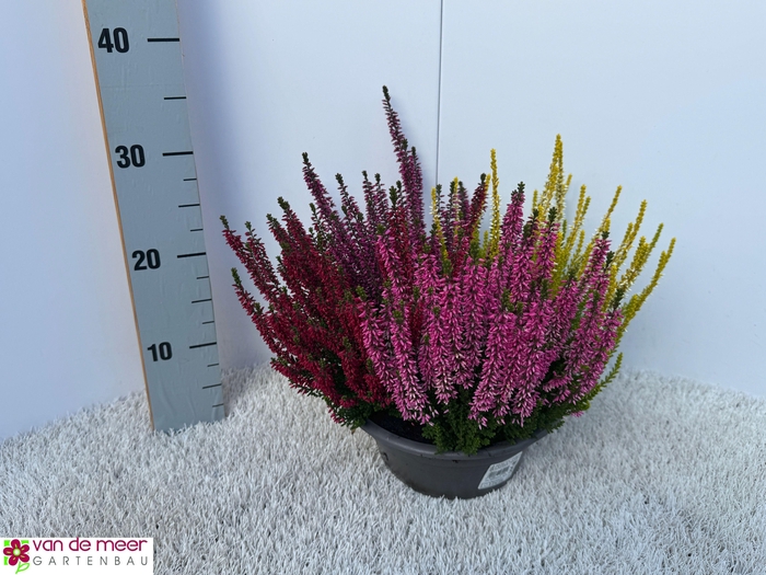 <h4>CALLU BL QUATTRO G</h4>