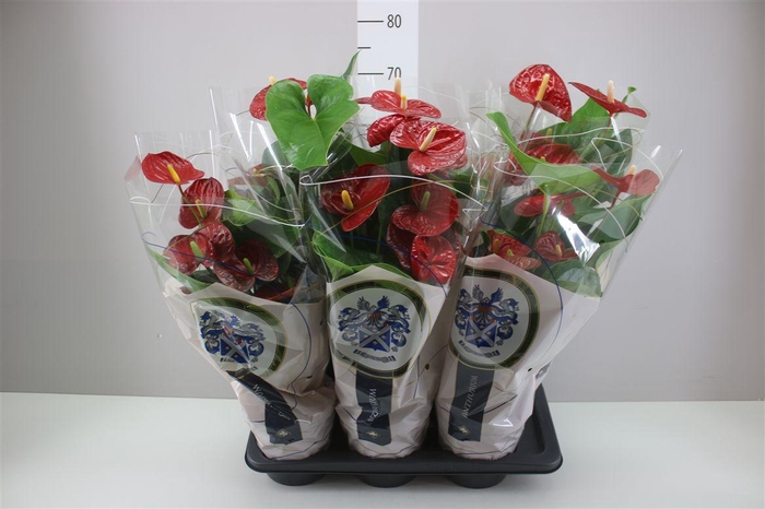 <h4>Anth An Jambo Red</h4>