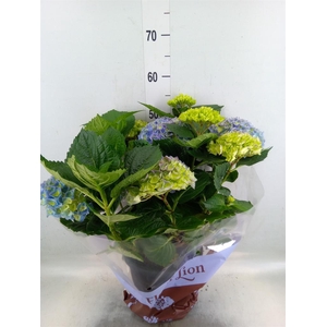 Hydrangea mac. 'Hi River'