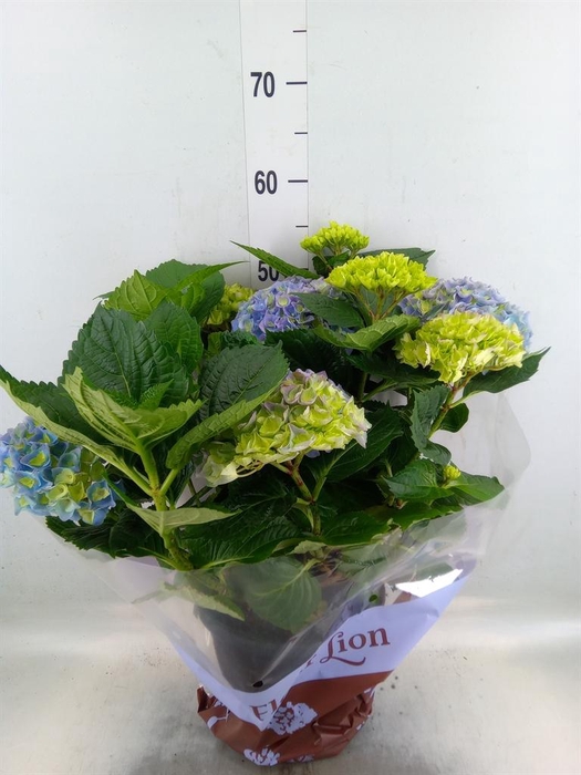 <h4>Hydrangea mac. 'Hi River'</h4>