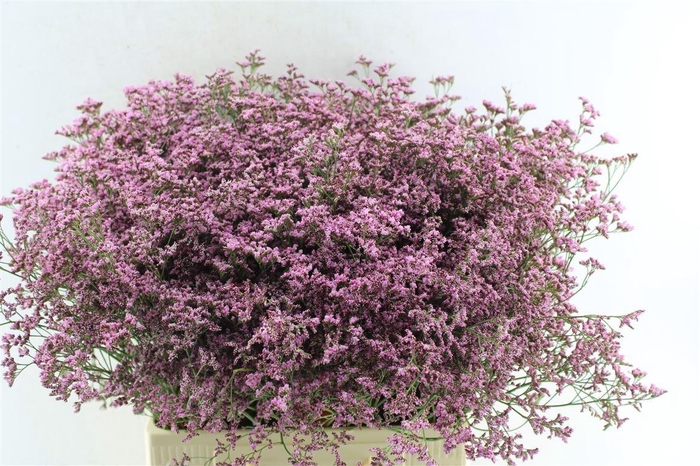 <h4>Lim Piuma Pink Touch</h4>