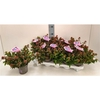 Abelia Little Lady 11T