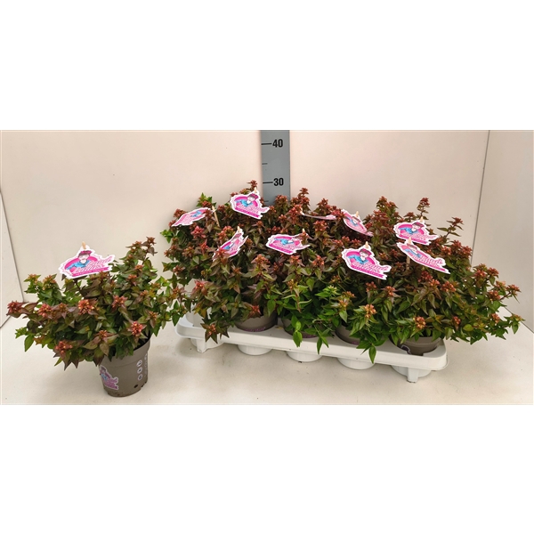Abelia Little Lady 11T