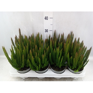 Calluna vulg. 'Skyline Monaco'