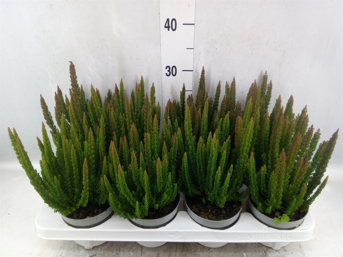 <h4>Calluna vulg. 'Skyline Monaco'</h4>