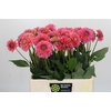 Dahlia Pink Runner