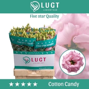 LIS G COTTON CANDY