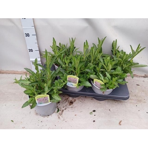 VERBE BONARIENSIS