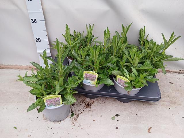 <h4>VERBE BONARIENSIS</h4>