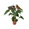 ANTHURIUM BEAUTY BLACK P15