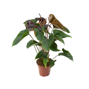 ANTHURIUM BEAUTY BLACK P15