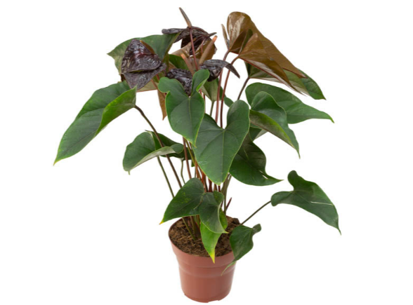 <h4>ANTHURIUM BEAUTY BLACK P15</h4>