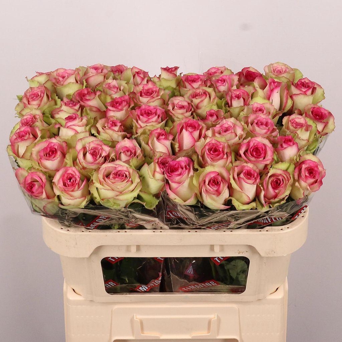 <h4>Rosa large monique</h4>