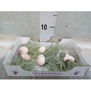 Tillandsia