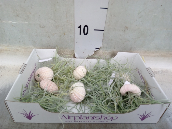 <h4>Tillandsia</h4>