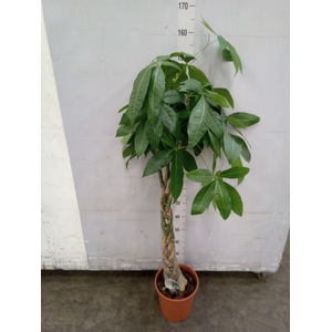 Pachira aquatica