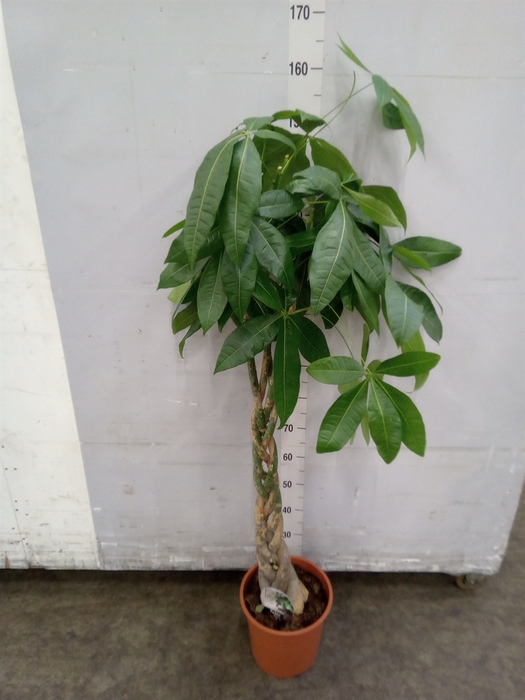 <h4>Pachira aquatica</h4>