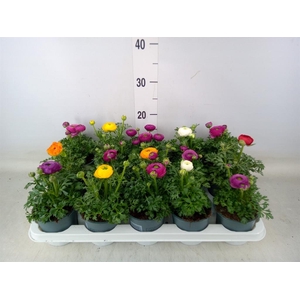 Ranunculus  'Sprinkles'