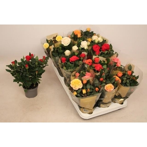 RO KORDAN GRANDE GEM