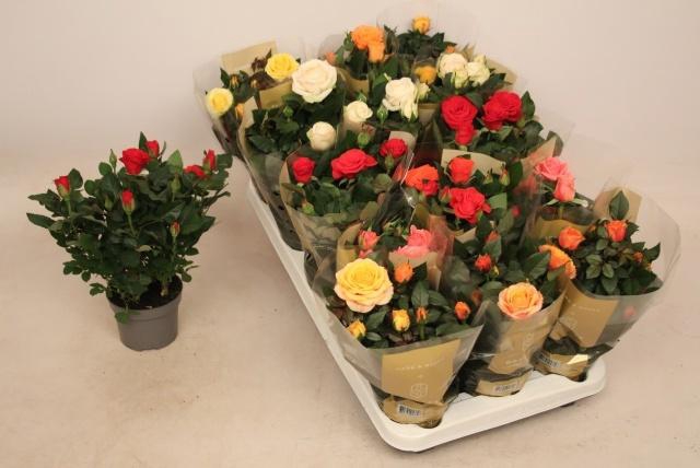 <h4>RO KORDAN GRANDE GEM</h4>