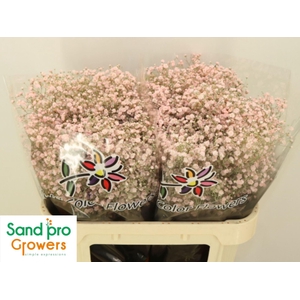 GYPS GROF PAINT GYPS KLB H%,20 GR.