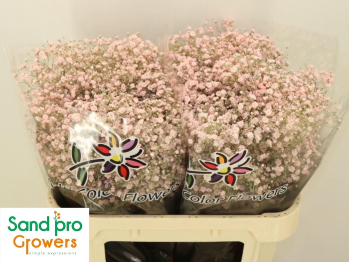 <h4>GYPS GROF PAINT GYPS KLB H%,20 GR.</h4>