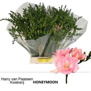 Freesia du Honeymoon