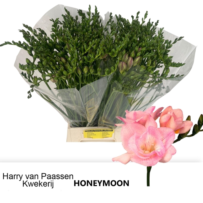 <h4>Freesia du Honeymoon</h4>