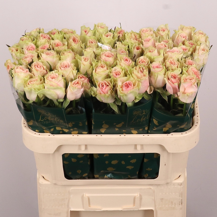 <h4>R GR FRUTTETO</h4>