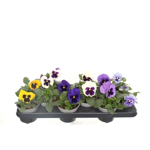 Viola F1 Gemengd Wittrockiana