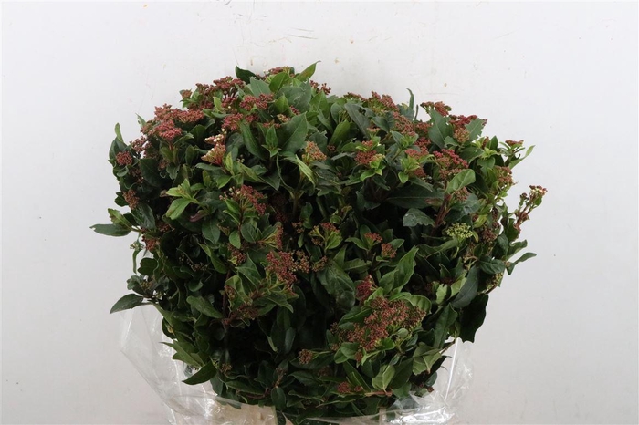 <h4>Viburnum Blooming Red P Bunch</h4>