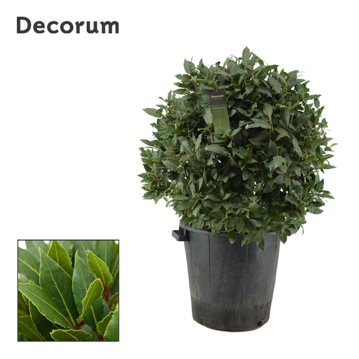 <h4>Laurus nobilis Bol zonder stam</h4>