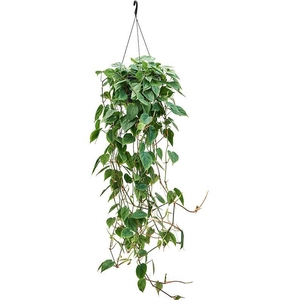 Philodendron scandens (100-150)
