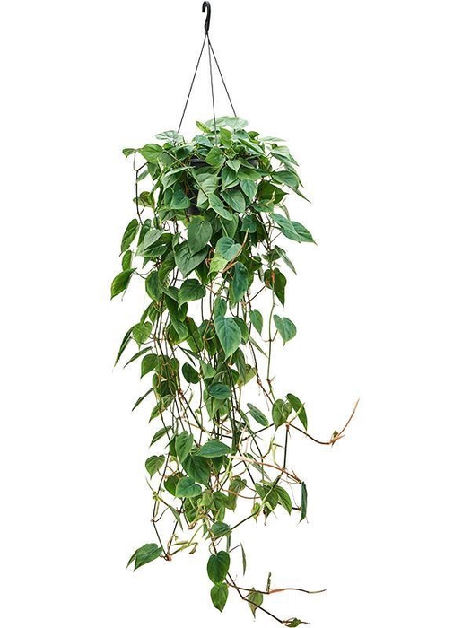 <h4>Philodendron scandens (100-150)</h4>