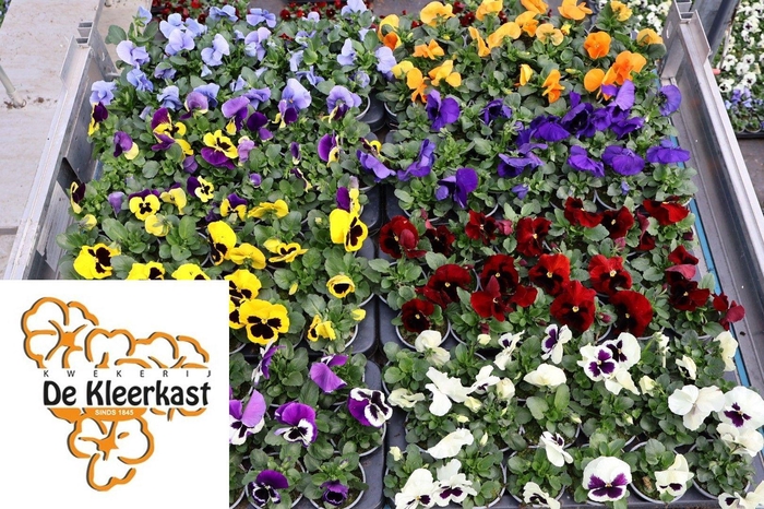 <h4>VIO F1 HYBR MIXK</h4>