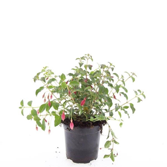 <h4>Fuchsia Mrs Popple</h4>