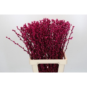 Salix Caprea Snow Flake P. Cerise