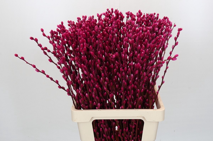 Salix Caprea Snow Flake P. Cerise