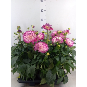 Dahlia DE 'Labella Magg Rose Bicol'
